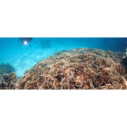 OM SYSTEM Olympus Tough TG-7 12MP 4K Underwater Digital Camera, Black w/ Snorkeling Kit