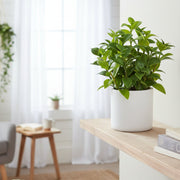 Allstate Floral 11" Lipstick Vine Plant with Polyresin Pot - Green